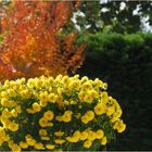 L’automne dans le jardin