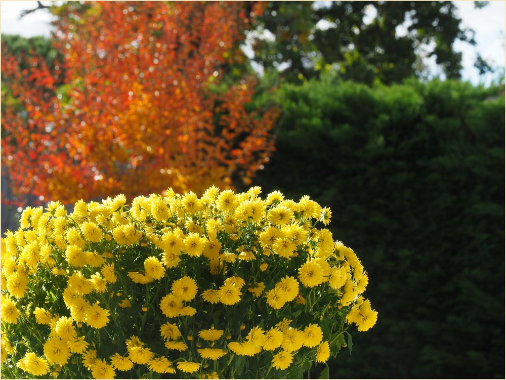 L’automne dans le jardin