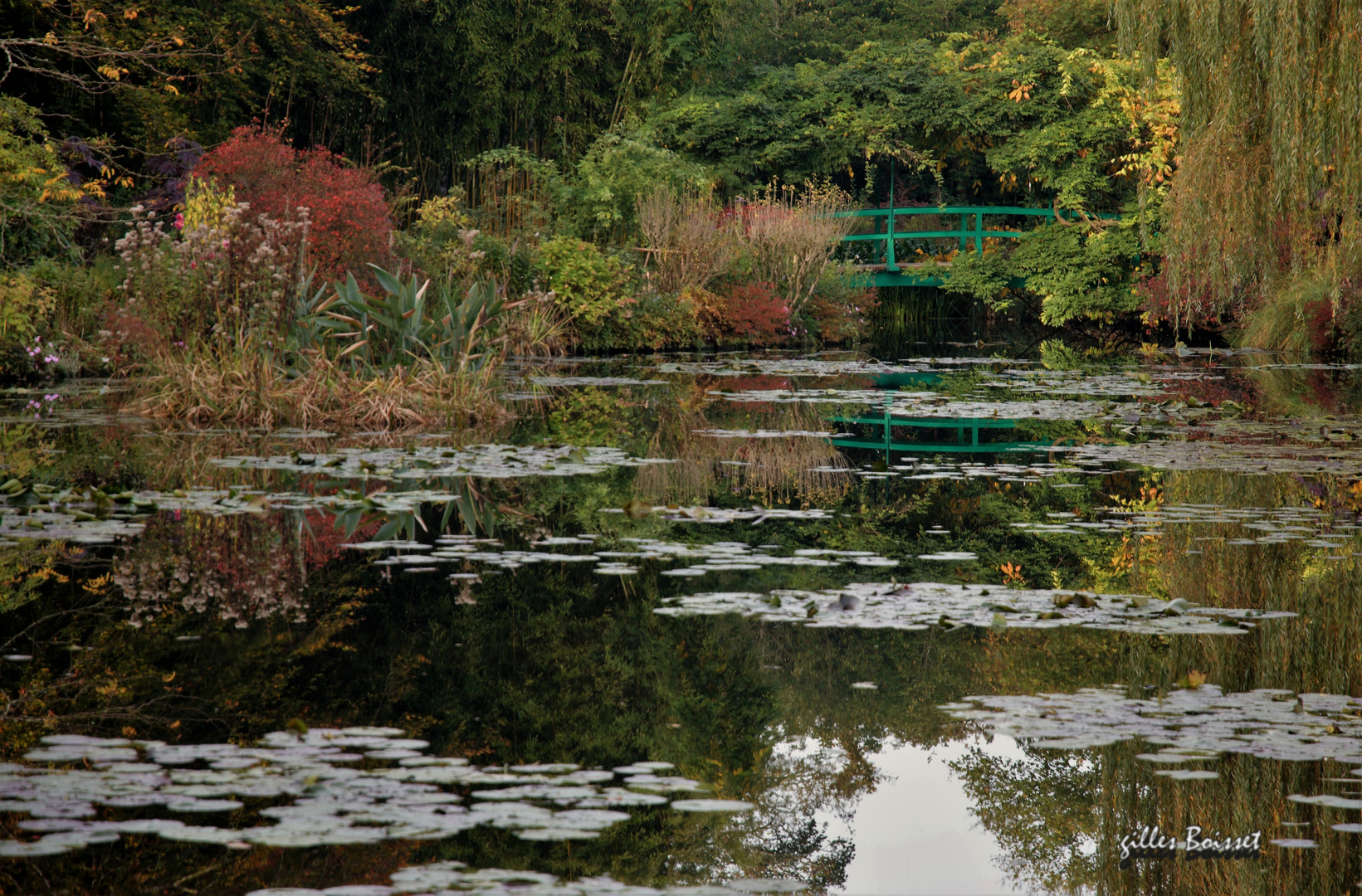 l'automne dans le jardin de Monet 2