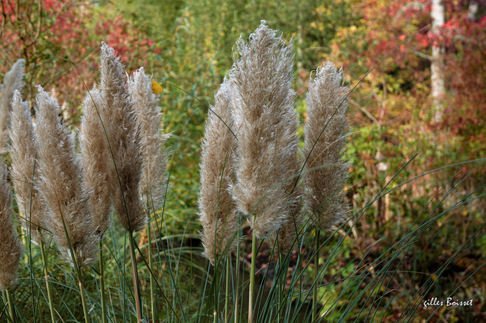 l'automne dans le jardin de Monet 4