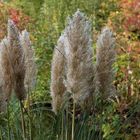 l'automne dans le jardin de Monet 4