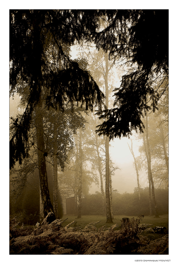 l'automne dans le sous bois....