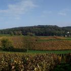 L'AUTOMNE DANS LE VIGNOBLE JURASSIEN