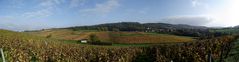 L'AUTOMNE DANS LE VIGNOBLE JURASSIEN