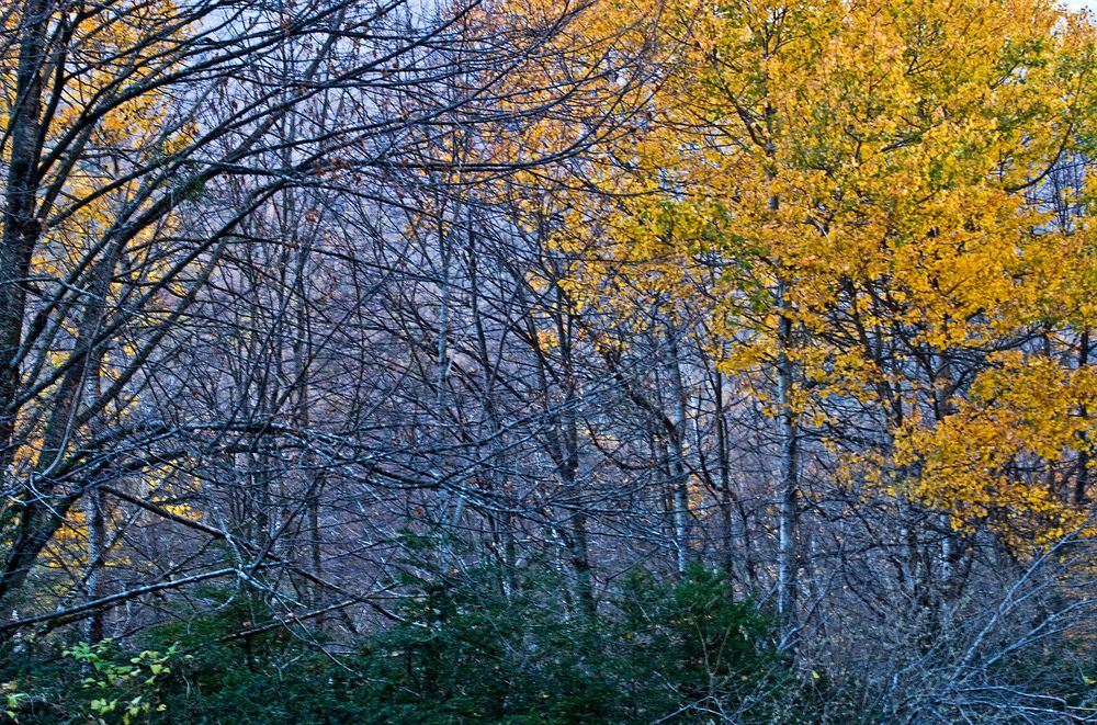 L’automne dans les bois…