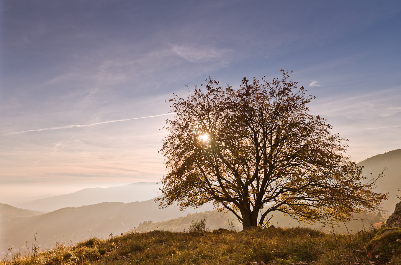 L'automne dernier