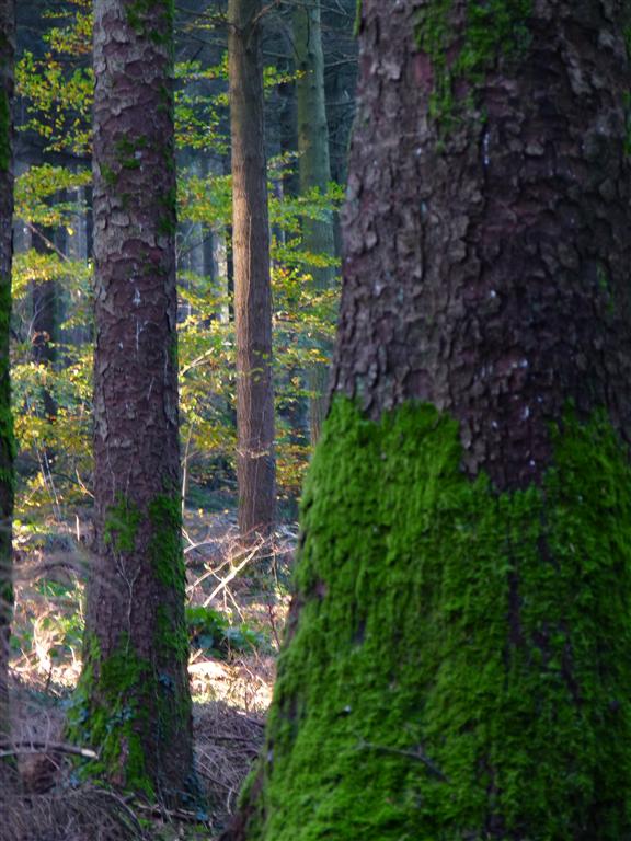 L'automne en finistère