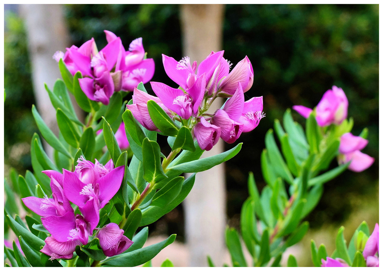 L'automne en fleurs