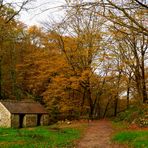 " L'automne en forêt ."