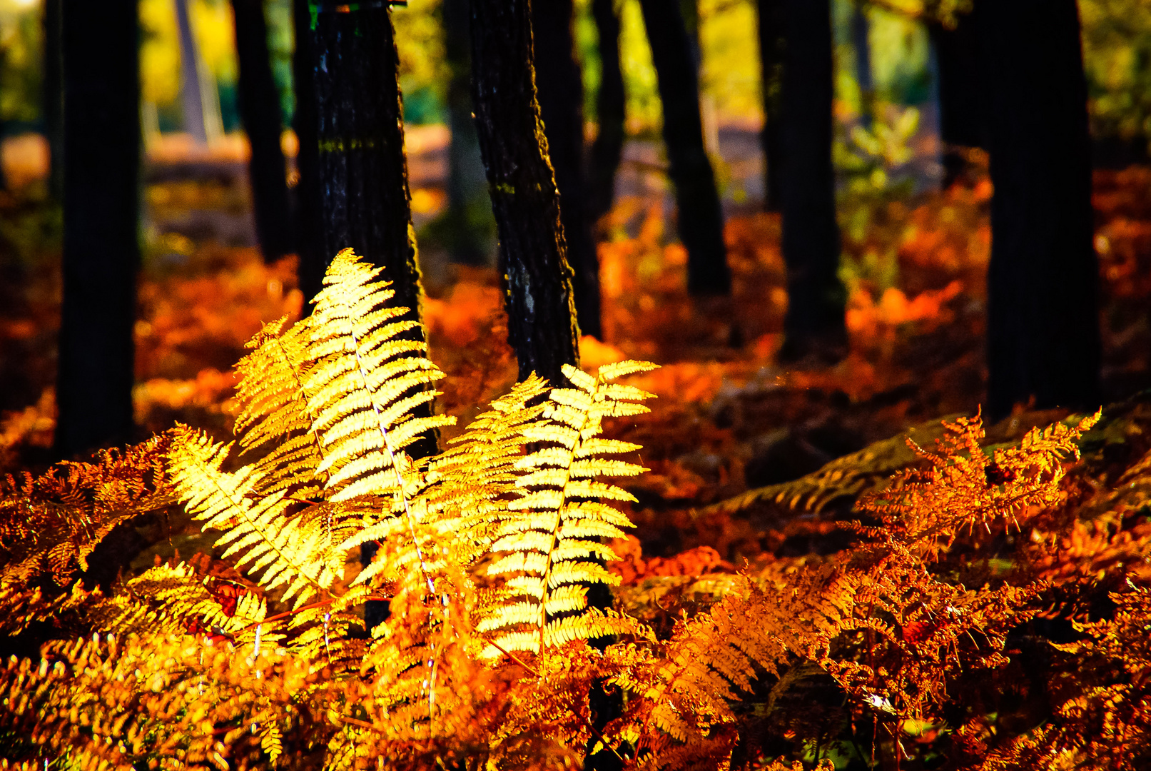 L'automne en forêt 