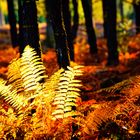 L'automne en forêt 