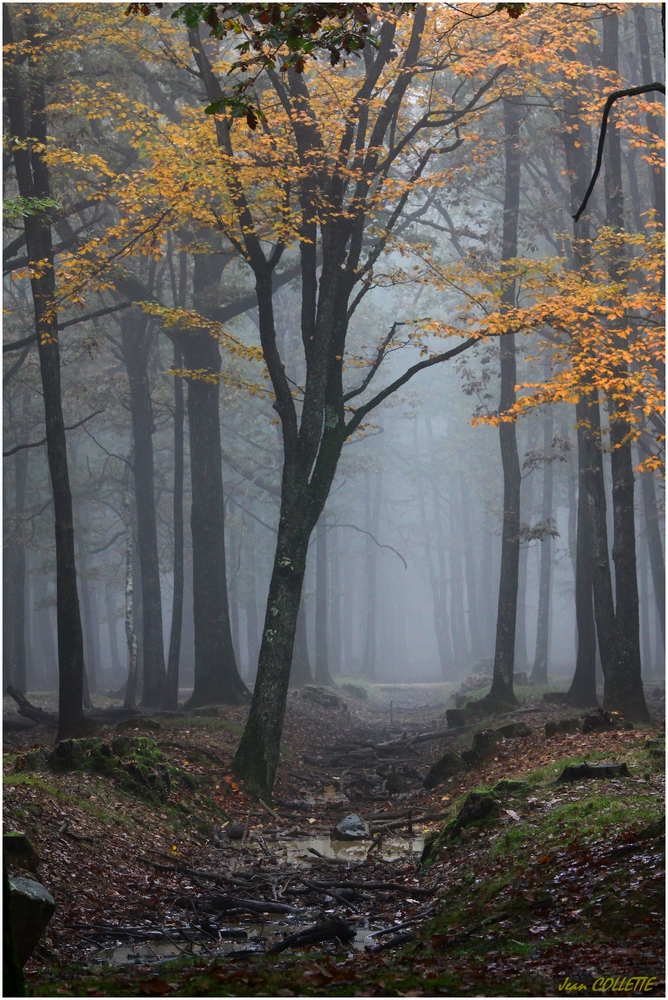 L'automne en forêt.