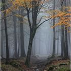 L'automne en forêt.