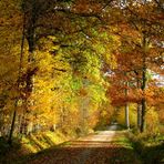 L'automne en forêt.