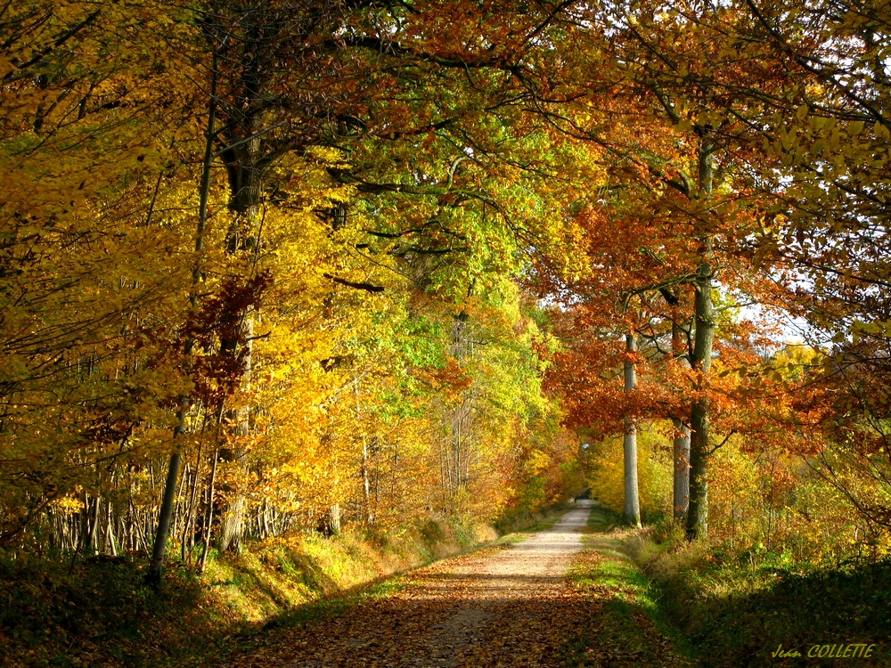 L'automne en forêt.