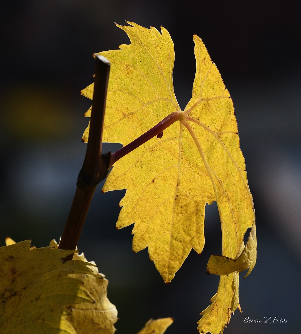 L'automne en fête