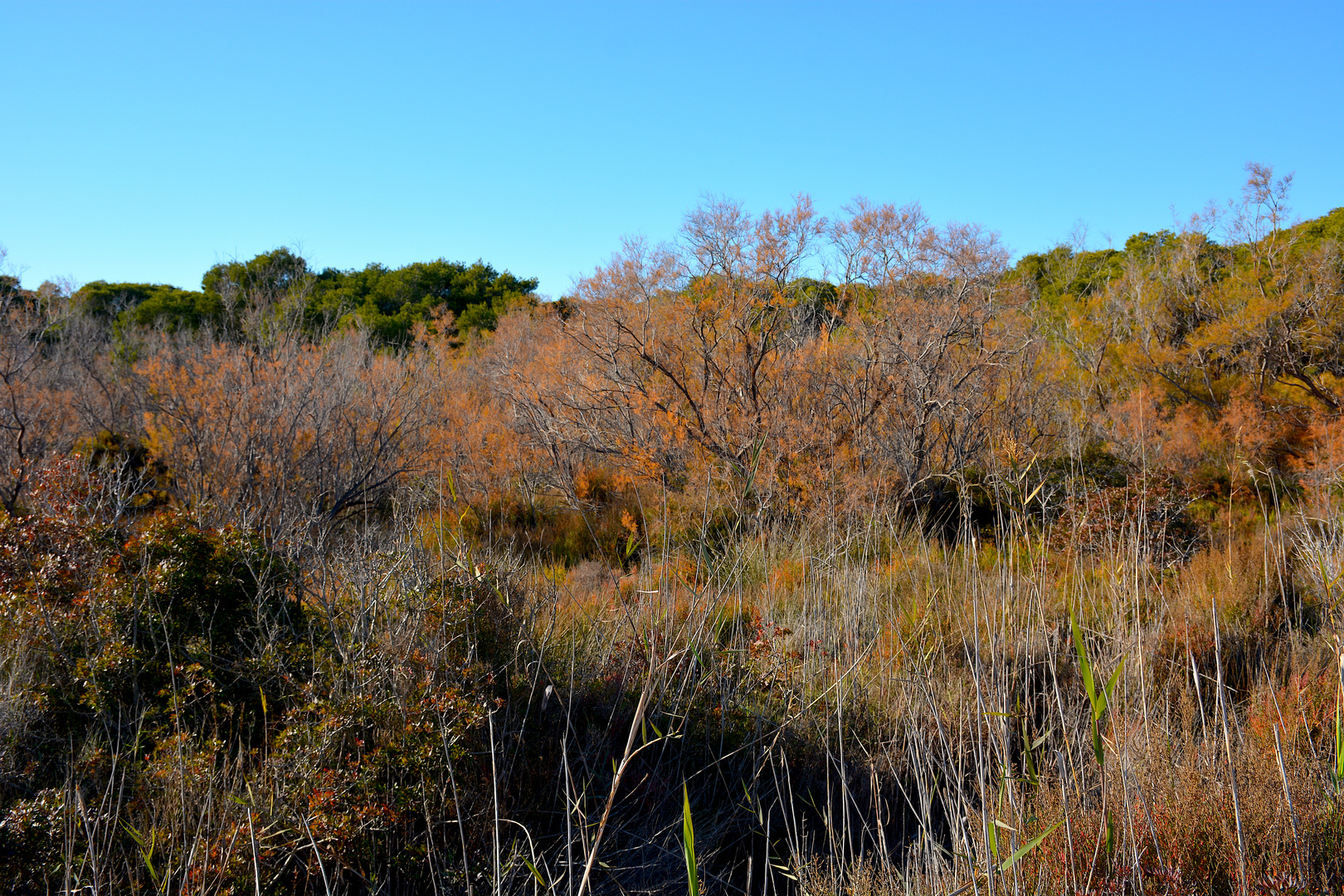 L'automne en hiver