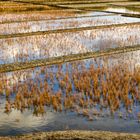 L'automne en Marais Salants # 1