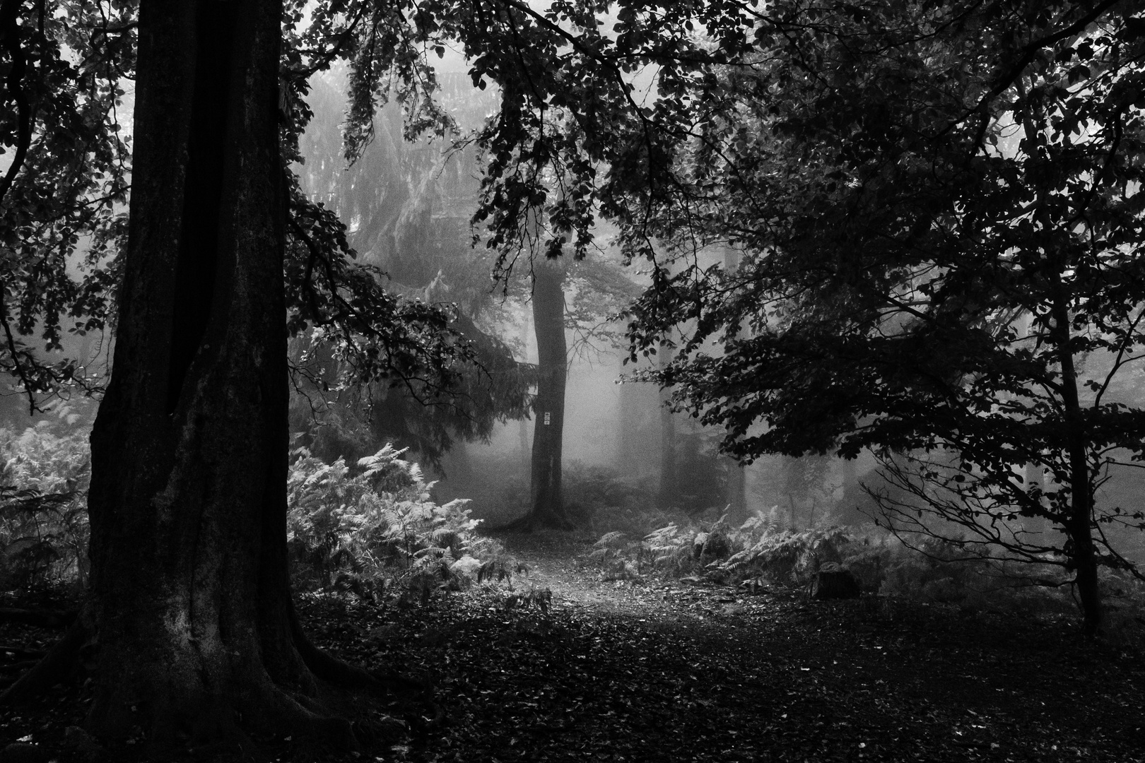 L'automne en noir et blanc