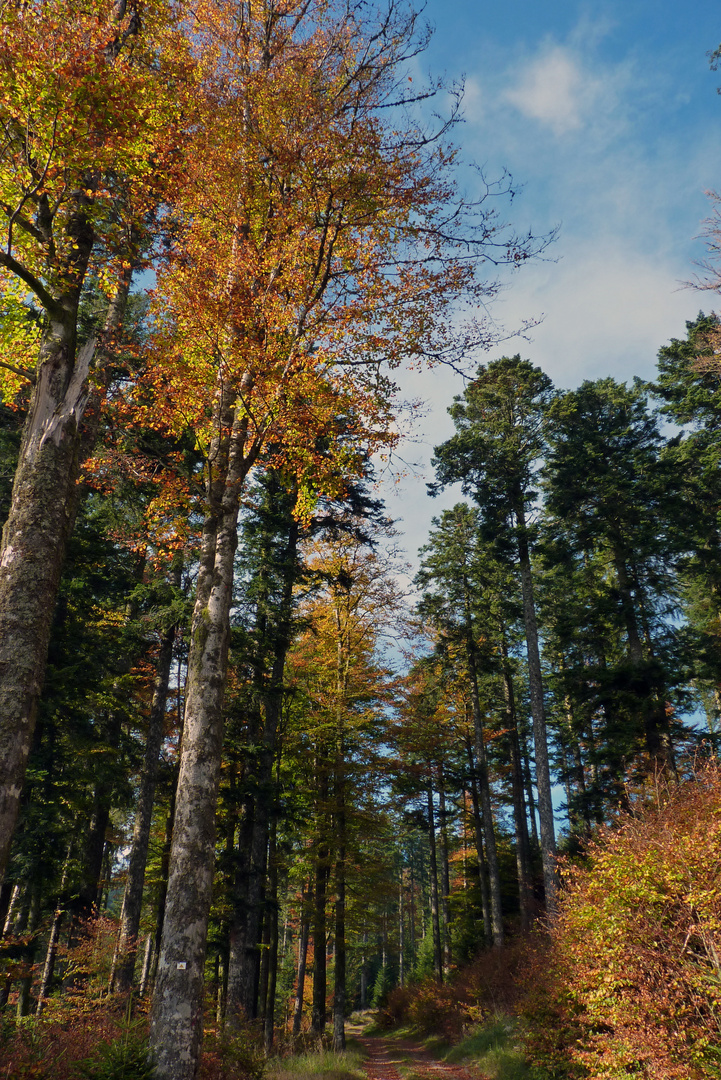 L'automne est bien là