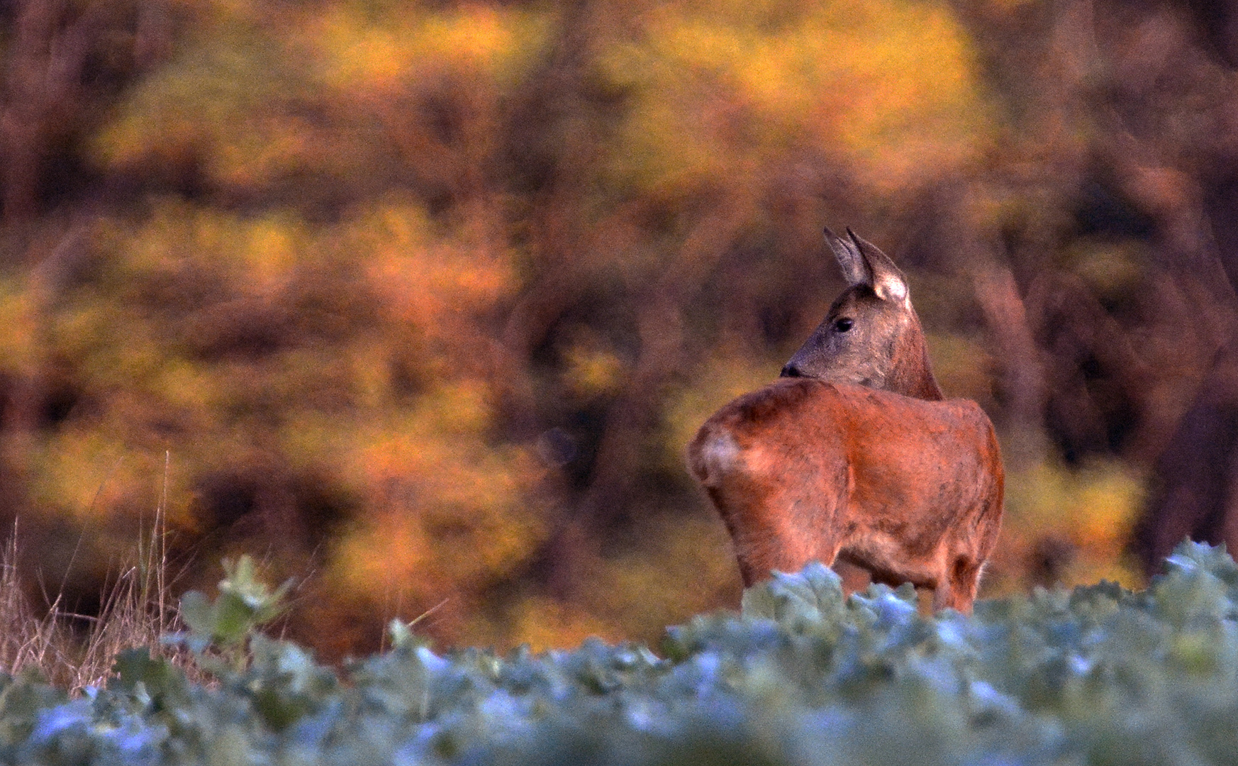 L'automne est bien la.