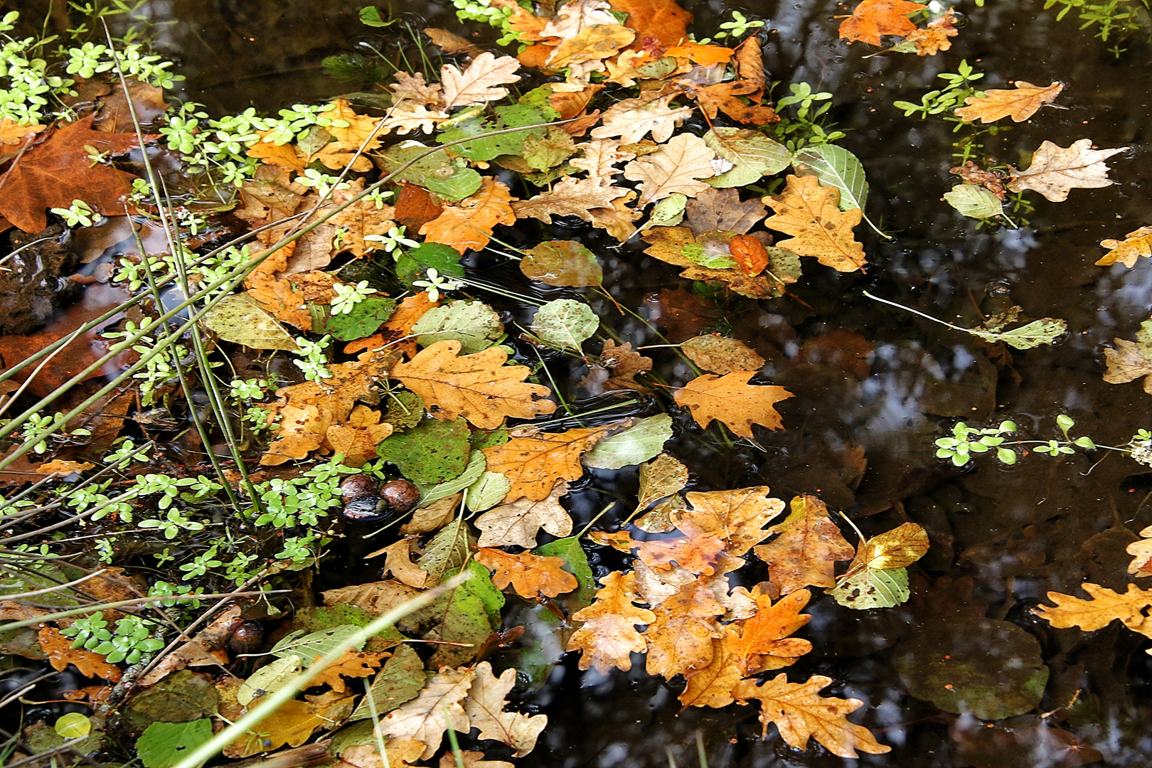 l'automne est là !!!