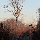 l'Automne et l'Avion passe