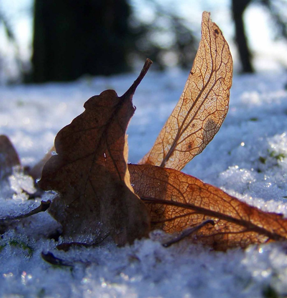 L'automne et l'hiver se croisent