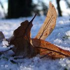 L'automne et l'hiver se croisent