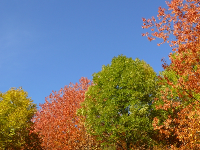 L'Automne et ses couleurs