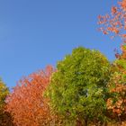 L'Automne et ses couleurs