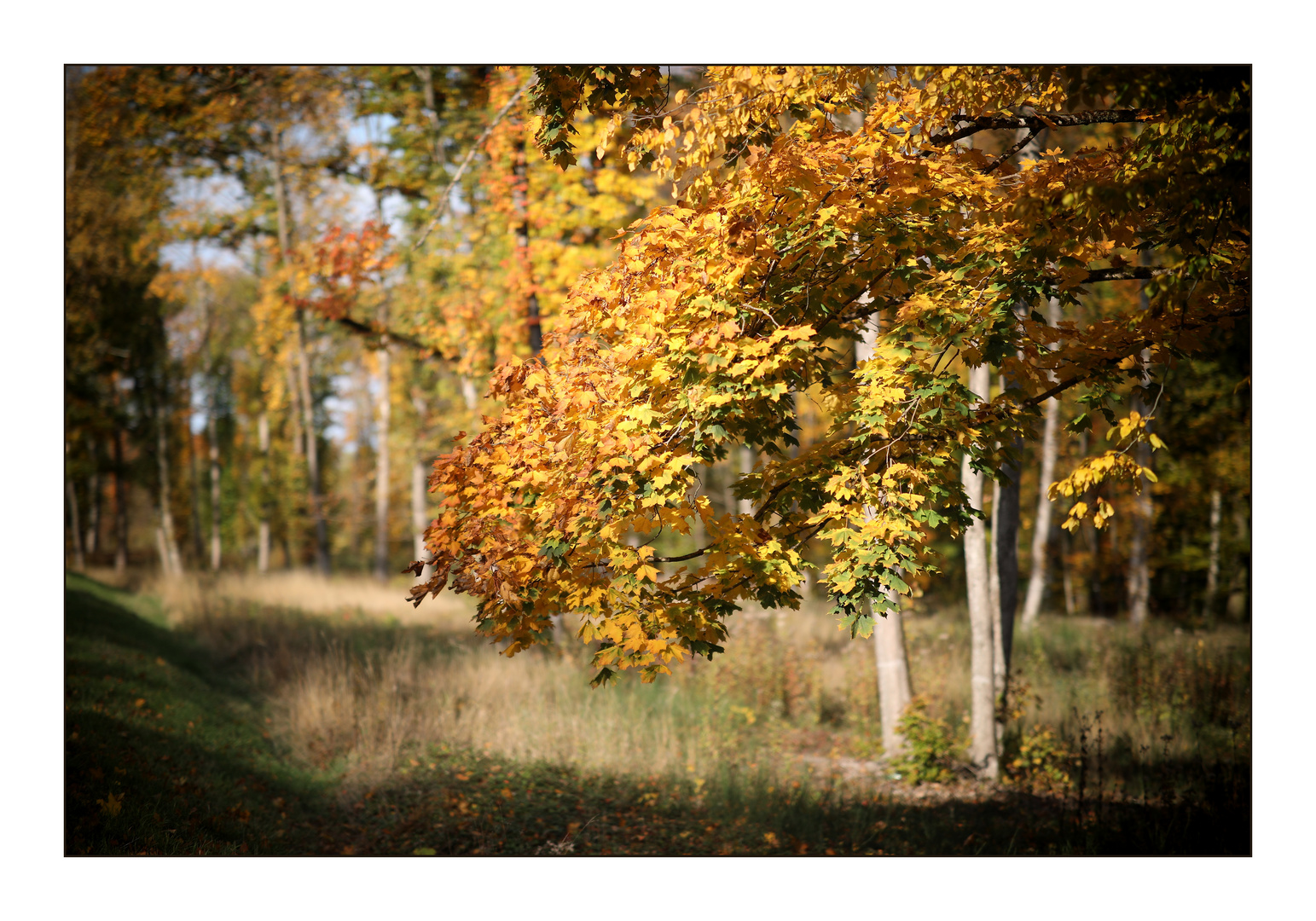 l'automne I