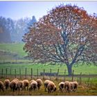 l"Automne in Normandie