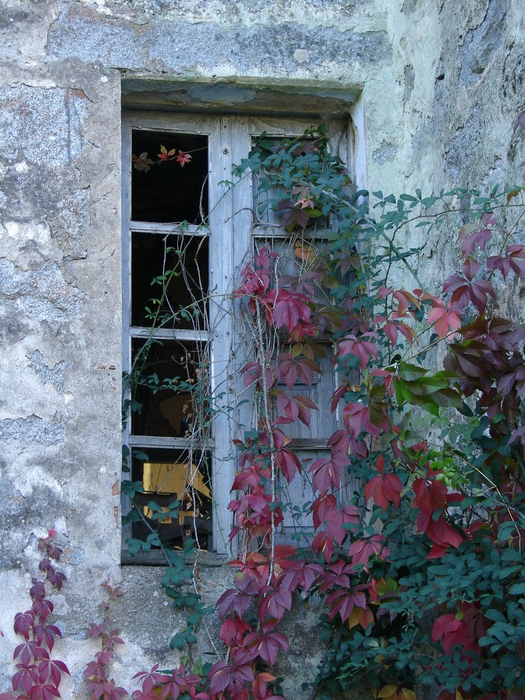 L'automne par la fenêtre!