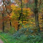 L'automne rayonne avec ses couleurs chatoyantes ...