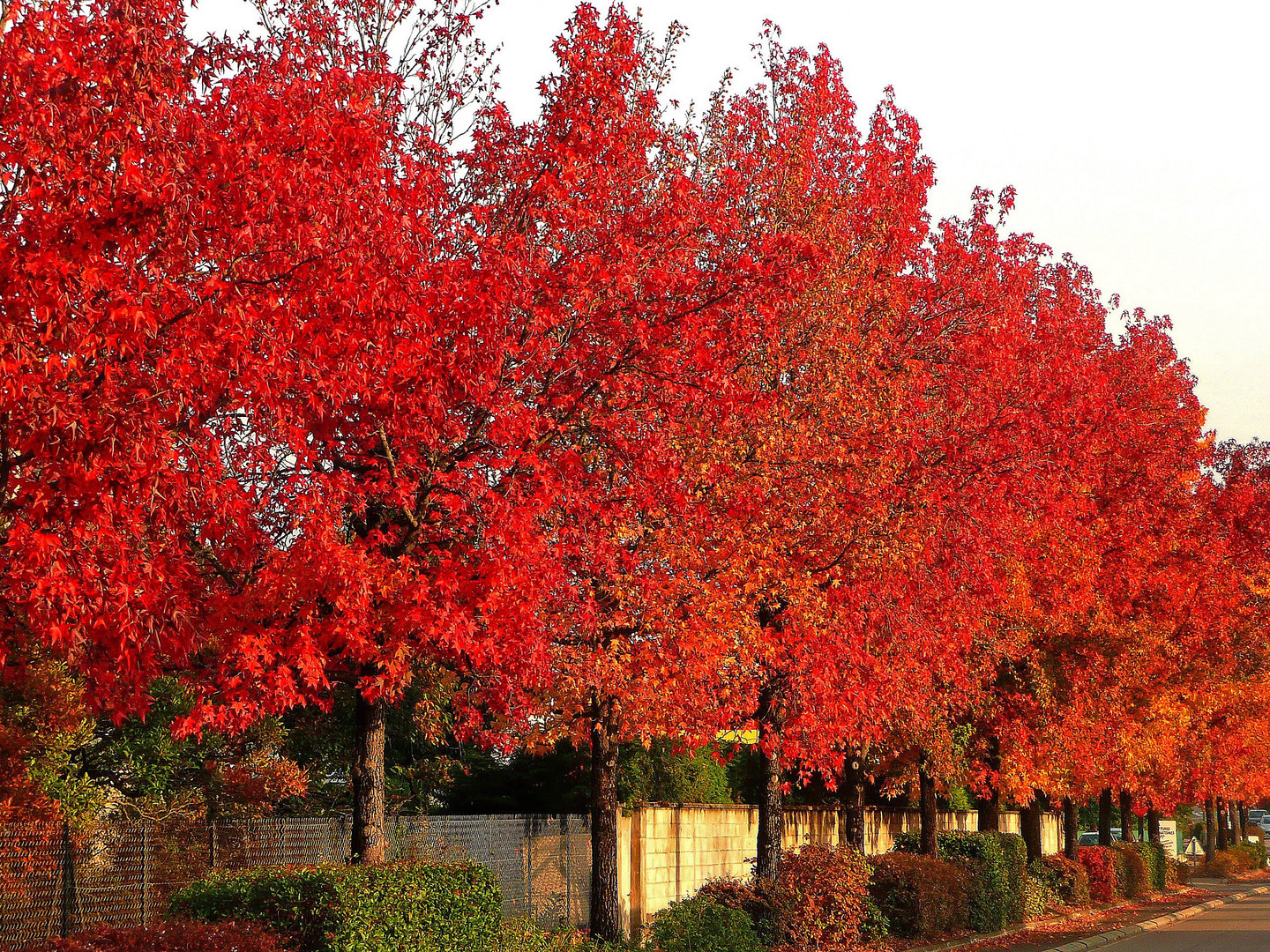 L'automne rouge