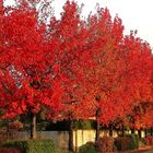 L'automne rouge