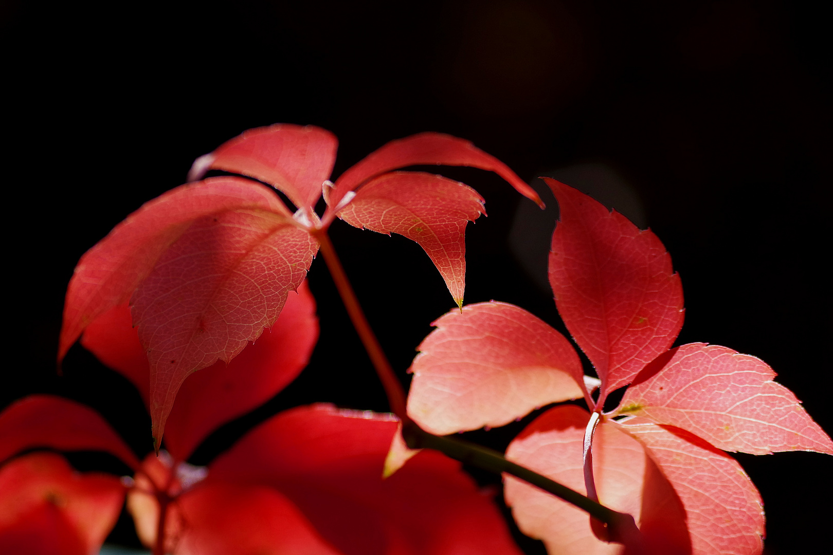 L'Automne, saison des changements de couleurs