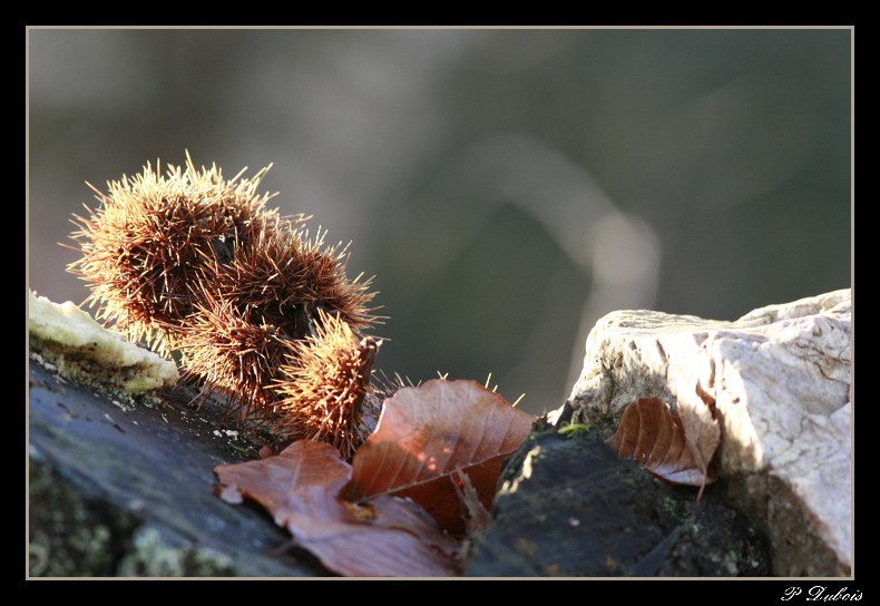 l'automne s'en va