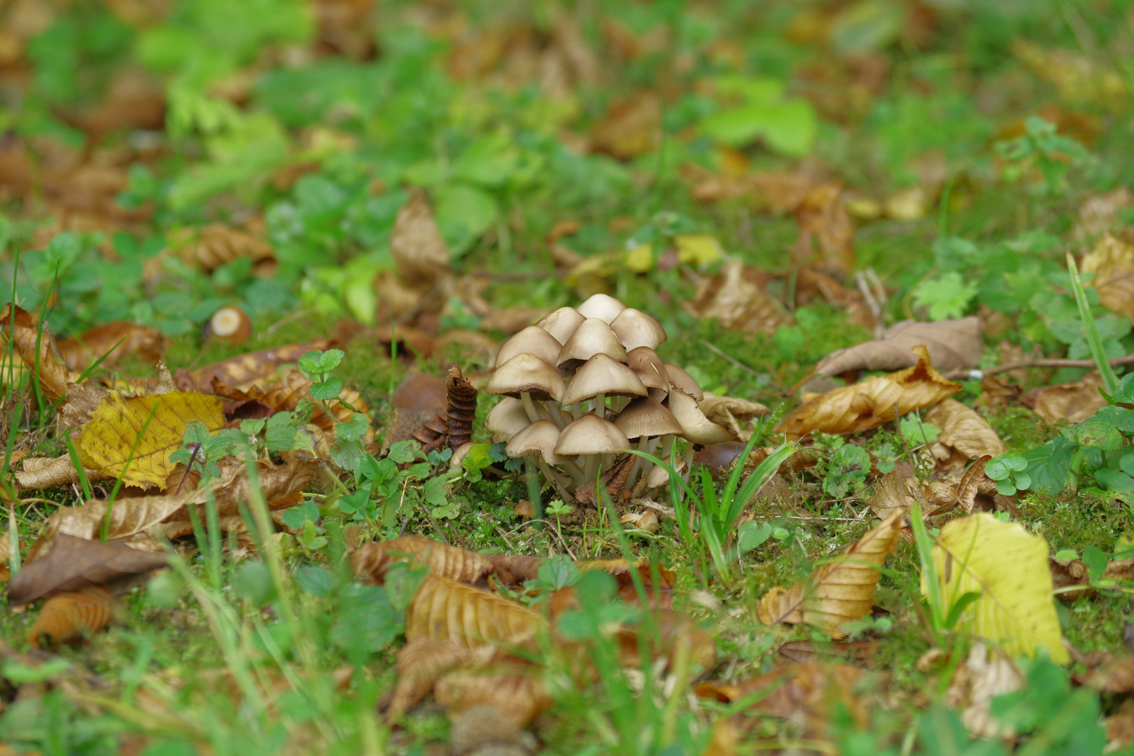 L'Automne s'est installé, accompagné de quelques champignons