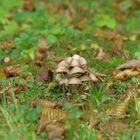 L'Automne s'est installé, accompagné de quelques champignons