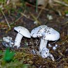 L'automne s'est invitée jusque dans mon jardin