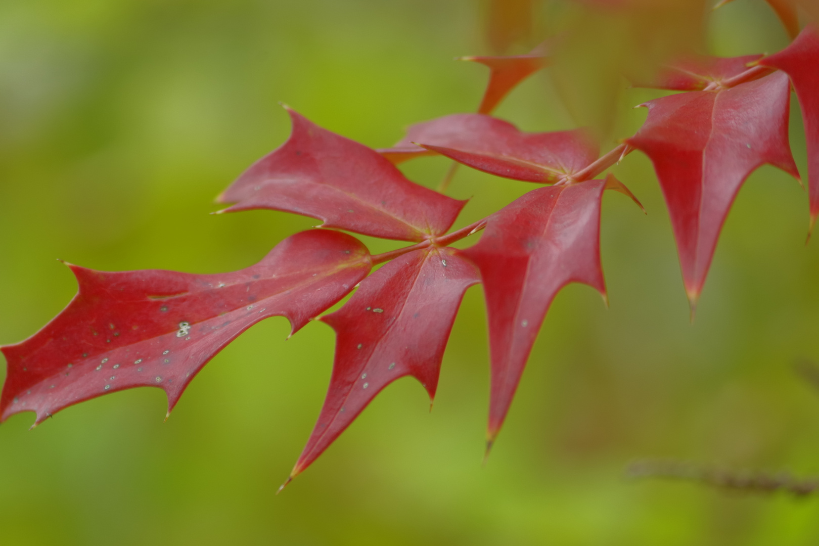 L'Automne s'habille de couleurs flamboyantes