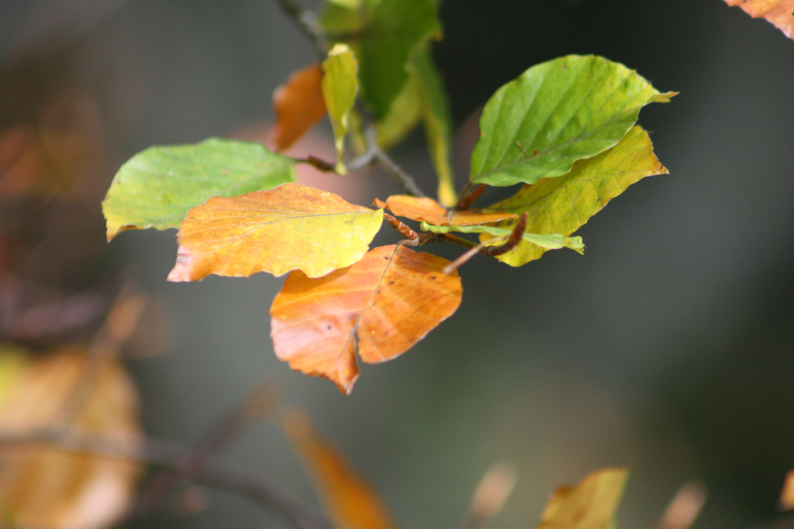 l'automne sous toutes ces couleurs