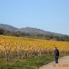 L'automne sur la route des vins en Alsace...