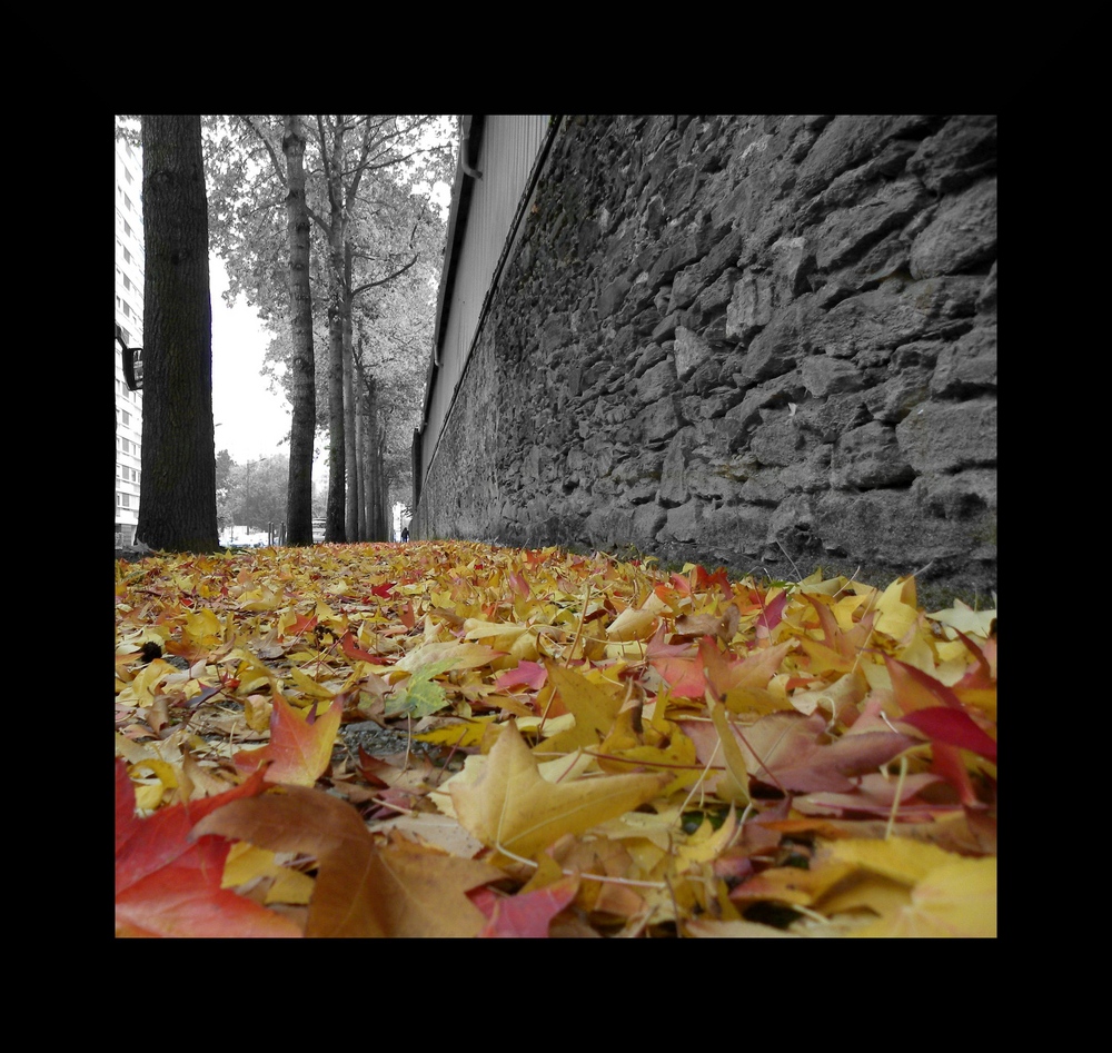 l'automne sur les trottoirs