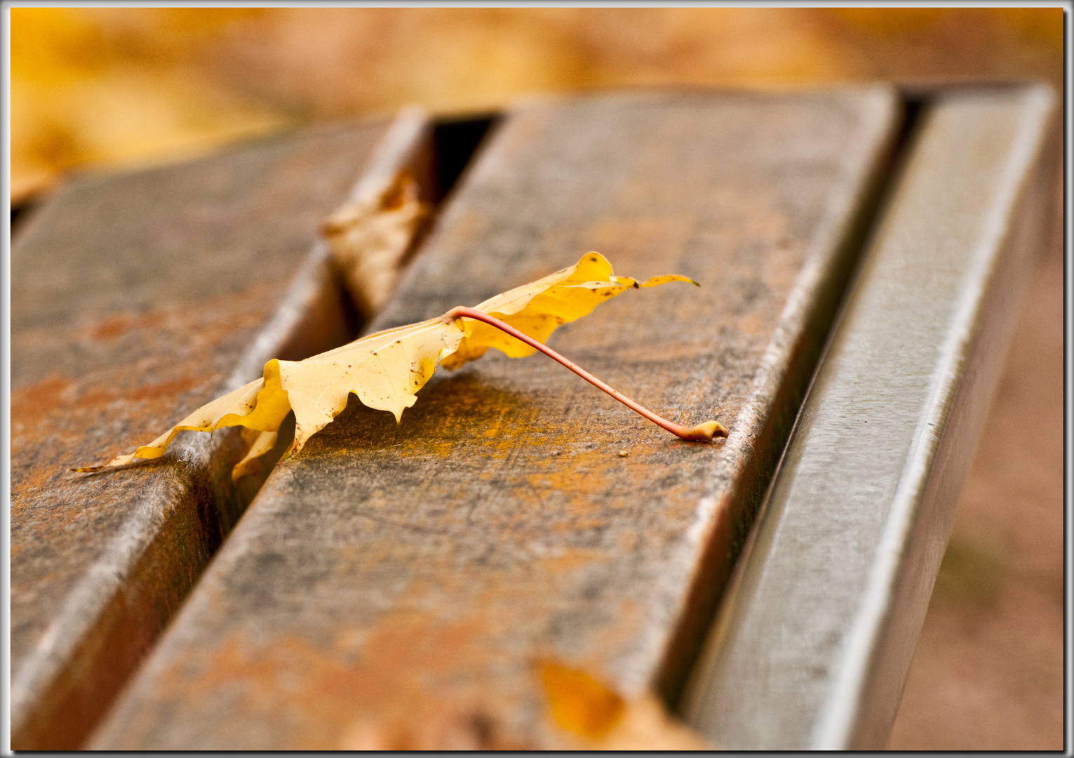 L'automne sur un banc !