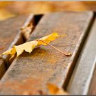 L'automne sur un banc !