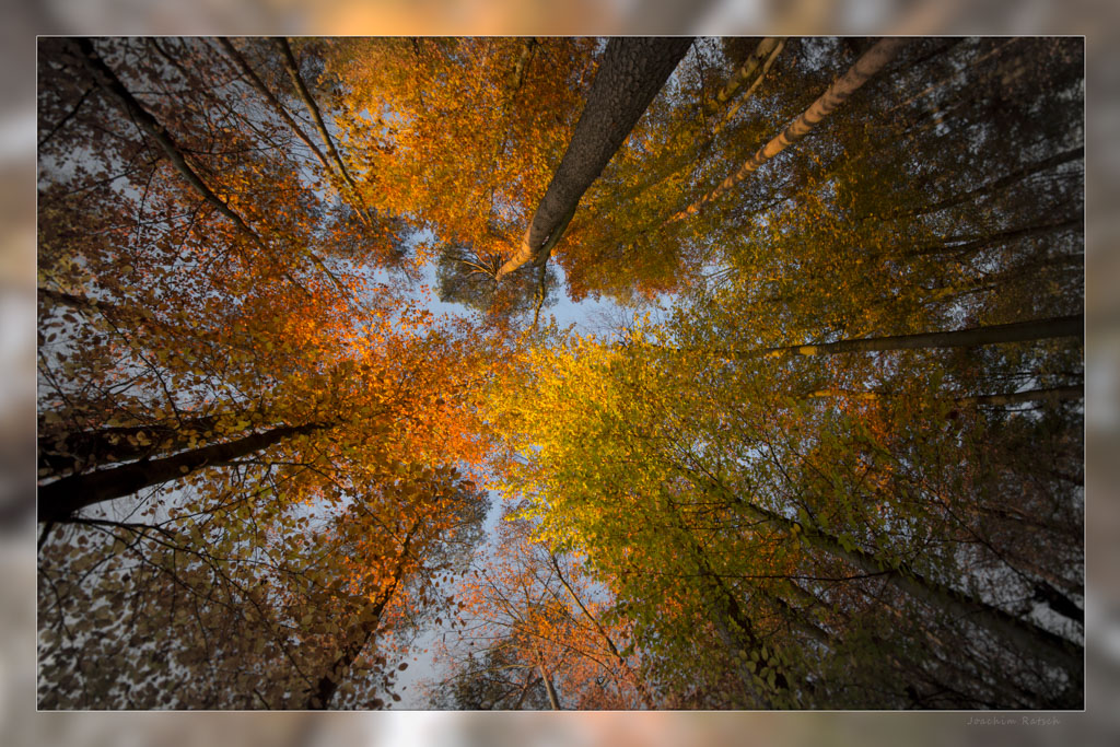 L'automne toujours