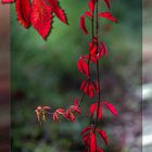 L'automne toujours